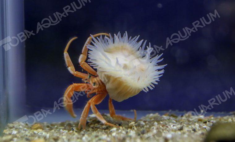 ヒメキンカライソギンチャク - 生きもの図鑑 鳥羽水族館